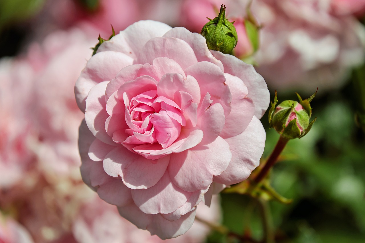 Tending to a Rose Garden: Secrets of Success